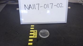 Media type: image;   Invertebrate Zoology 153114 Description: live specimen;